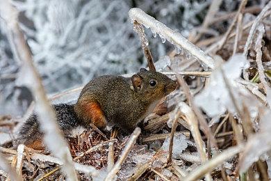 《恩诺提利亚：终曲》实体版由Fireshine Games发行